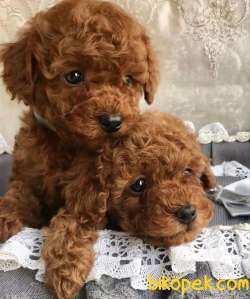 Toy Poodle Yavrularımız Evinizin Neşesi Olacaktır 4