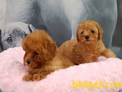 TOY POODLE YAVRULARIMIZ GELDİ 2
