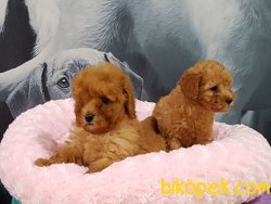 TOY POODLE YAVRULARIMIZ GELDİ 3