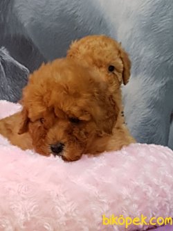 TOY POODLE YAVRULARIMIZ GELDİ 4