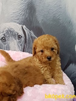 TOY POODLE YAVRULARIMIZ GELDİ 5