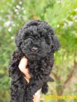 Toy Poodle Yavrularımız Güzellikleriyle Dikkat Çekiyor 2