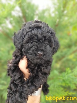 Toy Poodle Yavrularımız Güzellikleriyle Dikkat Çekiyor 4