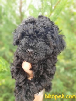 Toy Poodle Yavrularımız Güzellikleriyle Dikkat Çekiyor 3