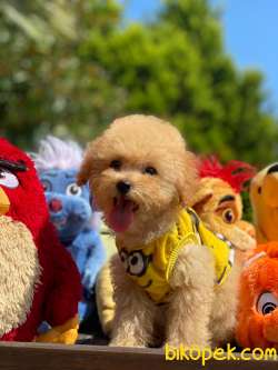 TOY POODLE YAVRULARIMIZ HER RENK 3