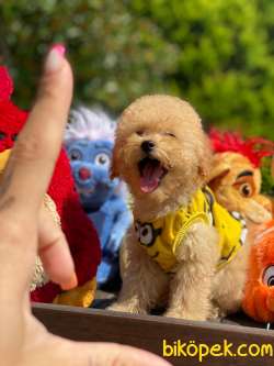 TOY POODLE YAVRULARIMIZ HER RENK 1