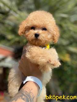 TOY POODLE YAVRULARIMIZ HER RENK 2