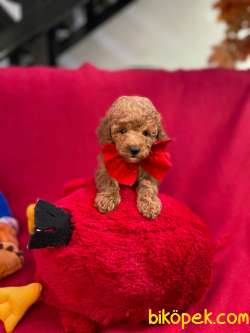 TOY POODLE YAVRULARIMIZ HER RENK 3