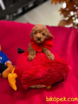 TOY POODLE YAVRULARIMIZ HER RENK 1