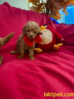 TOY POODLE YAVRULARIMIZ HER RENK 2