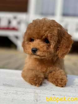 Her Renk Ve Boyut Toy Poodle Yavrularımız 2