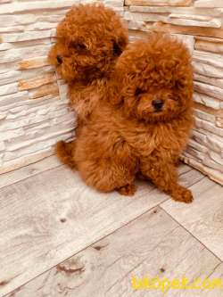 TOY POODLE YAVRULARIMIZ HER RENK VE BOYUT IRK BELGELİ 1