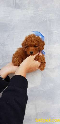 TOY POODLE YAVRULARIMIZ HER RENK VE BOYUT IRK BELGELİ 2