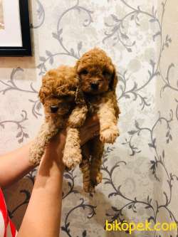 TOY POODLE YAVRULARIMIZ HER RENK VE BOYUT IRK BELGELİ 3