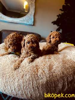 TOY POODLE YAVRULARIMIZ HER RENK VE BOYUT IRK BELGELİ 3
