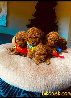 TOY POODLE YAVRULARIMIZ HER RENK VE BOYUT IRK BELGELİ 2