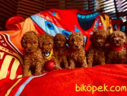 TOY POODLE YAVRULARIMIZ HER RENK VE BOYUT IRK BELGELİ 3