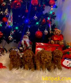 TOY POODLE YAVRULARIMIZ HER RENK VE BOYUT IRK BELGELİ 1