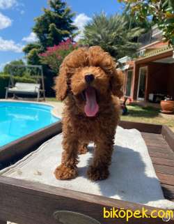 TOY POODLE YAVRULARIMIZ HER RENK VE BOYUT IRK BELGELİ 3