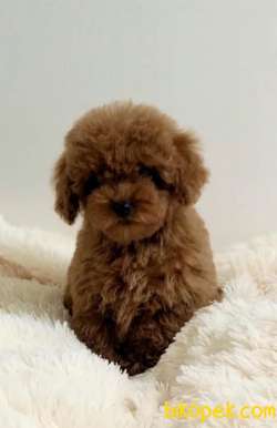 TOY POODLE YAVRULARIMIZ HER RENK VE BOYUT IRK BELGELİ 1