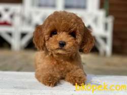 TOY POODLE YAVRULARIMIZ HER RENK VE BOYUT IRK BELGELİ 1