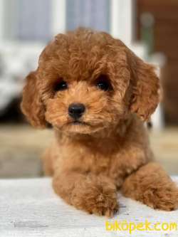 TOY POODLE YAVRULARIMIZ HER RENK VE BOYUT IRK BELGELİ 2