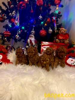 TOY POODLE YAVRULARIMIZ  IRK BELGELİ 3
