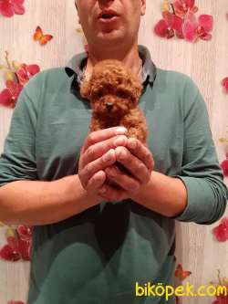 TOY POODLE YAVRULARIMIZ IRK BELGELİ  ORJİNAL 1
