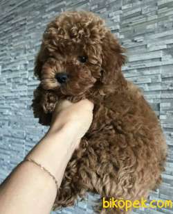 TOY POODLE YAVRULARIMIZ IRK BELGELİ  ORJİNAL 2