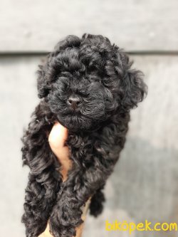 Toy Poodle Yavrularımız Irk Garantili 2