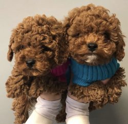 Toy Poodle Yavrularimiz İrk Ve Saglik Garantili 1
