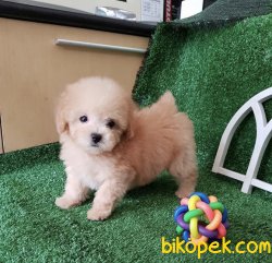 Toy Poodle Yavrularimiz İrk Ve Saglik Garantili 2