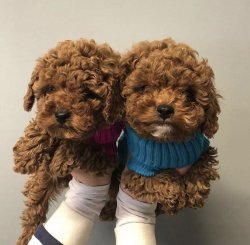 Toy Poodle Yavrularimiz İrk Ve Saglik Garantili 3