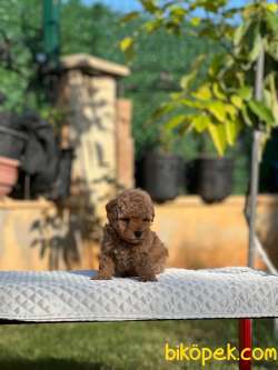 Toy Poodle Yavrularımız Mini Boy 3