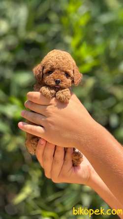 Toy Poodle Yavrularımız Mini Boy 5