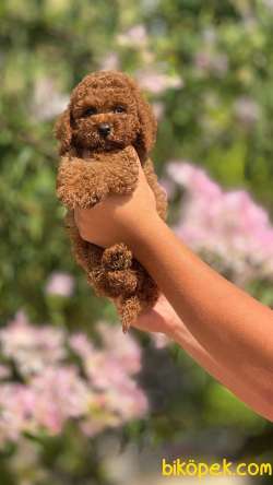 Toy Poodle Yavrularımız Mini Boy 4