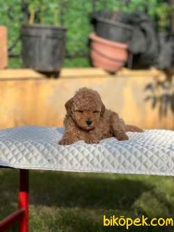 Toy Poodle Yavrularımız Mini Boy 2