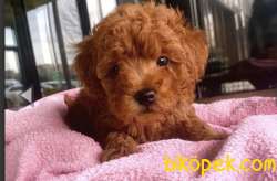 Toy Poodle Yavrularımız Orjinal Safkan 3
