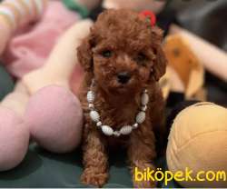 Toy Poodle Yavrularımız Orjinal Safkan 1