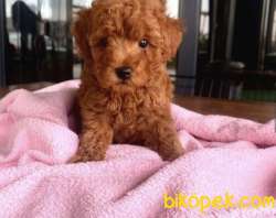 Toy Poodle Yavrularımız Orjinal Safkan 2