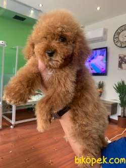 Toy Poodle Yavrularımız Orjinal Safkan 1