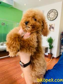 Toy Poodle Yavrularımız Orjinal Safkan 3