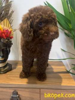 Toy Poodle Yavrularımız Orjinal Safkan 2