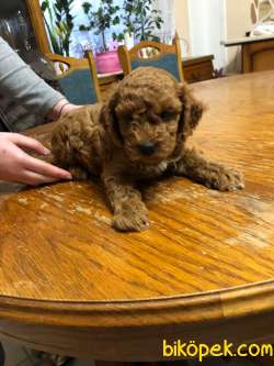 Toy Poodle Yavrularımız Orjinal Safkan 3