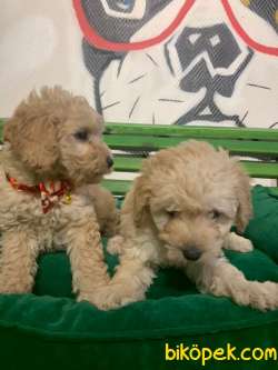 Toy Poodle Yavrularımız Orjinal Safkan 2