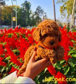 TOY POODLE YAVRULARIMIZ RED BROWN EN KOYUSU 2
