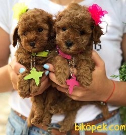 TOY POODLE YAVRULARIMIZ RED BROWN EN KOYUSU 3