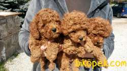 TOY POODLE YAVRULARIMIZ RED BROWN EN KOYUSU 2