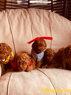 TOY POODLE YAVRULARIMIZ RED BROWN EN KOYUSU 1