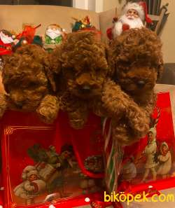 TOY POODLE YAVRULARIMIZ RED BROWN EN KOYUSU 3